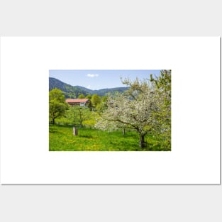 Flower meadow with fruit trees in spring, Bad Wiessee, Tegernsee Posters and Art